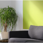 Why green plants are great for the office