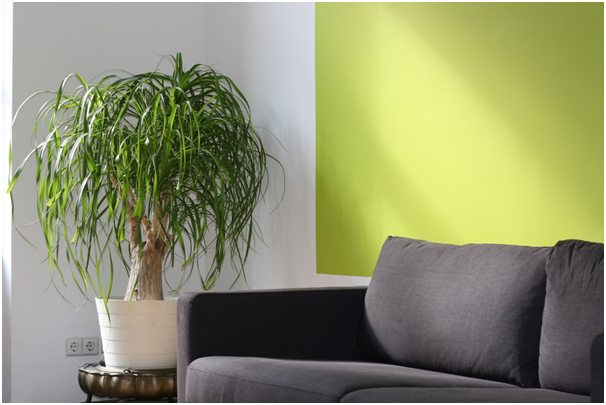 Why green plants are great for the office