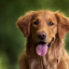 Capturing Moments: Creating Captivating Dog Photos