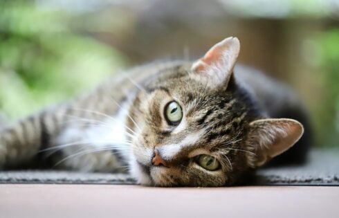 Tips to ensure adequate hydration for your cat even in summer