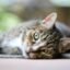 Tips to ensure adequate hydration for your cat even in summer