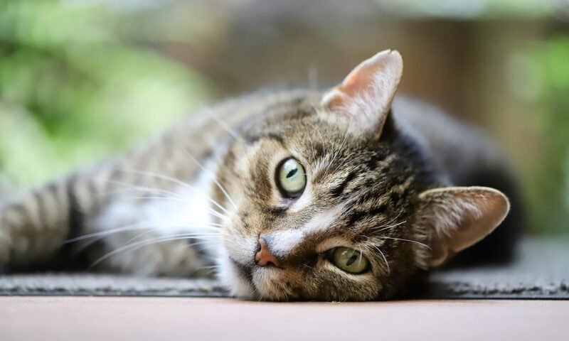 Tips to ensure adequate hydration for your cat even in summer
