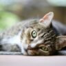 Tips to ensure adequate hydration for your cat even in summer